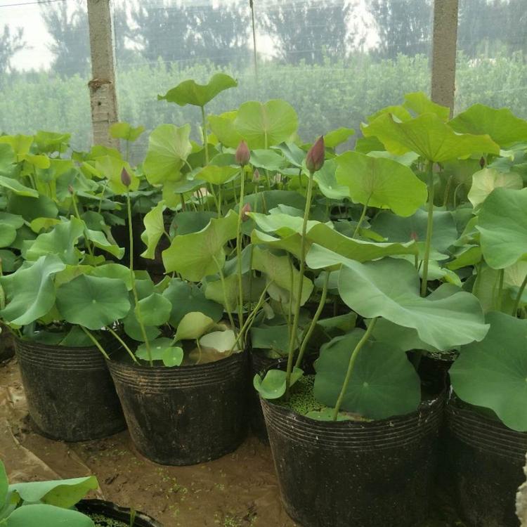 荷花 湖泊绿化花卉  荷花养殖基地 俊红花卉种植水生植物