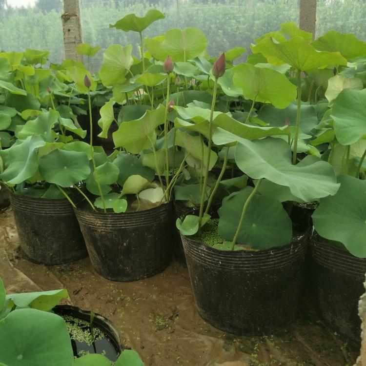水生植物批发 荷花批发 睡莲价格 盆栽荷花供应
