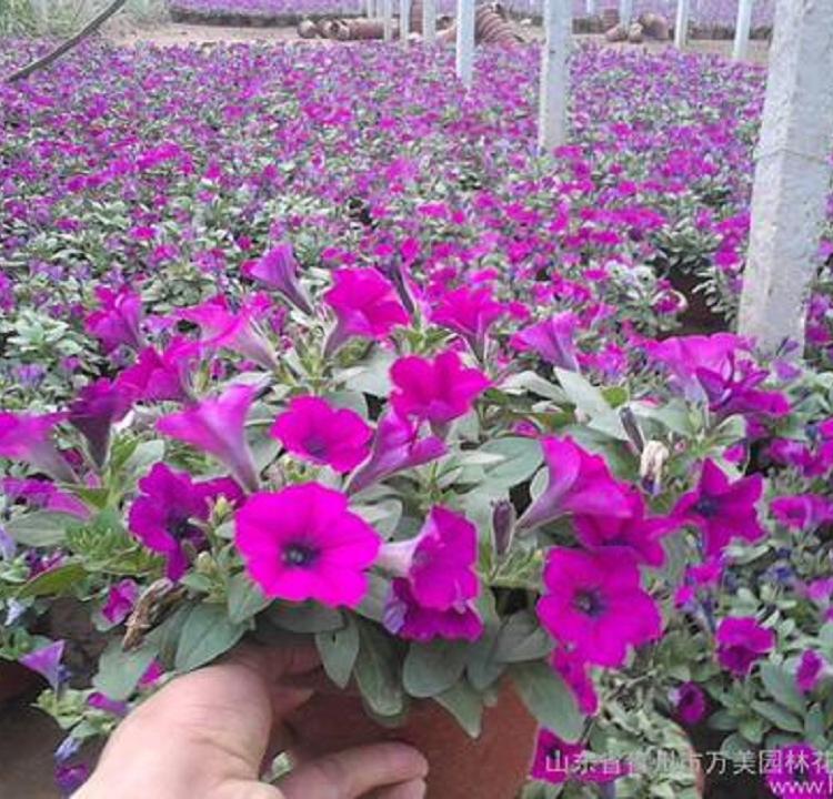 种植矮牵牛 矮牵牛花苗 量大从优