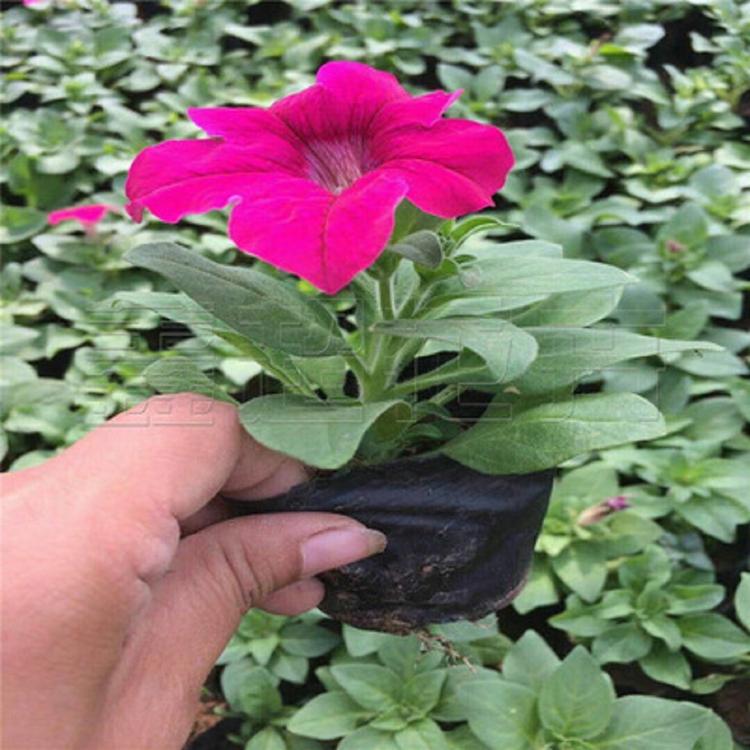 种植矮牵牛 矮牵牛种植基地 量大从优