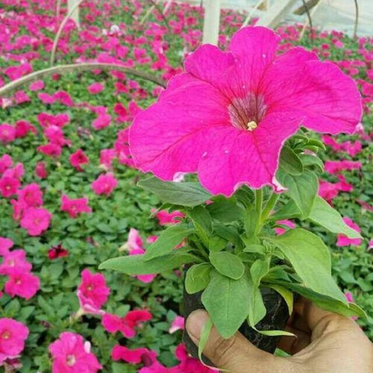 山东矮牵牛 矮牵牛花苗 量大从优
