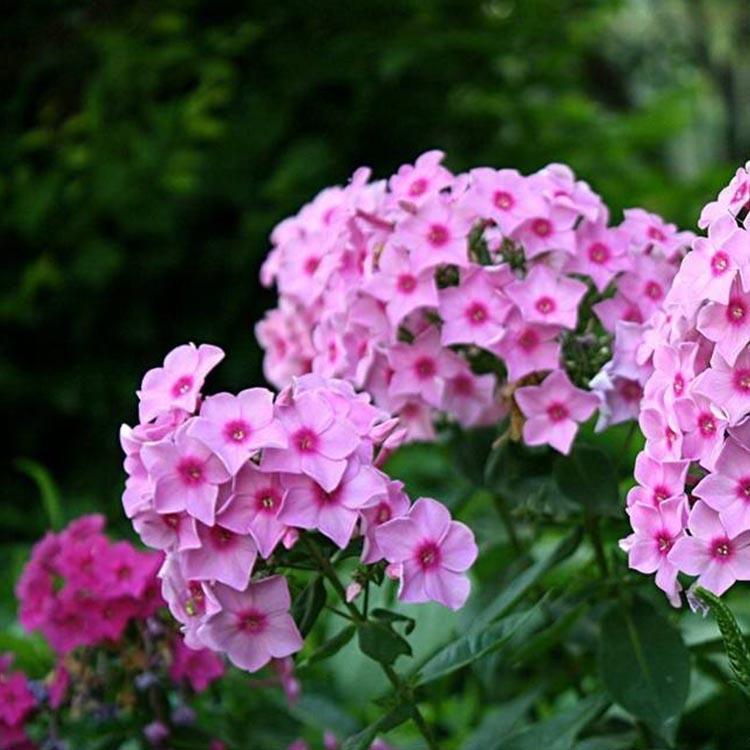 福禄考种植基地 福禄考批发基地 福禄考小苗批发找俊宇