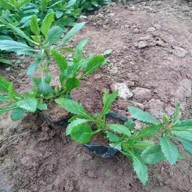 柳叶马鞭草批发商 柳叶马鞭草种植基地 俊宇花卉 青州宿根花卉基地