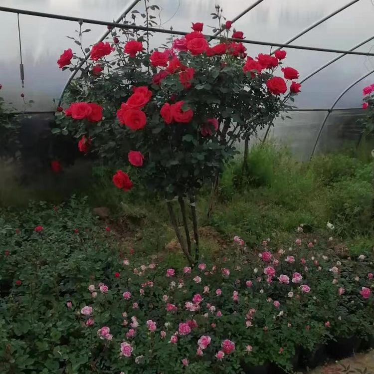 月季树批发  月季树批发价格 古桩月季 月季树苗 大花月季