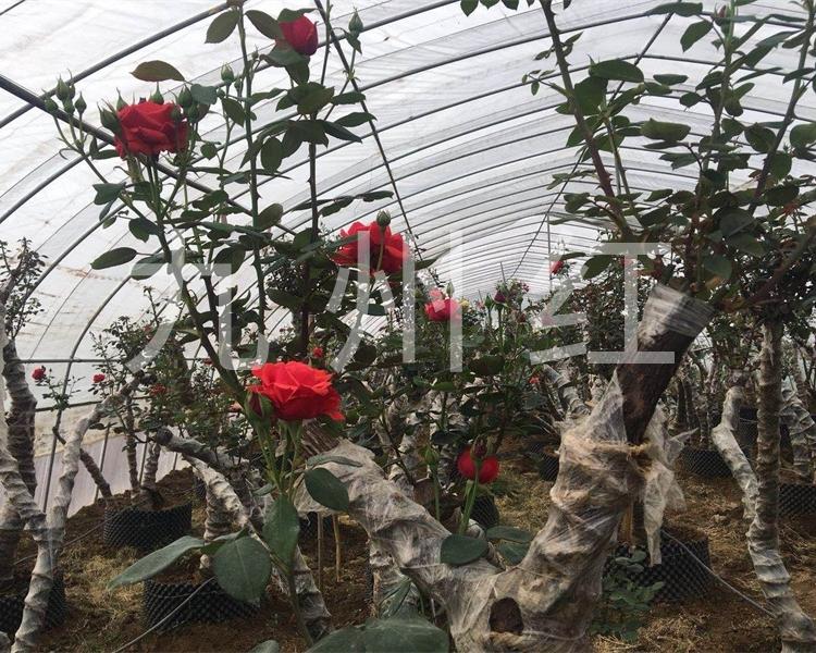 树状月季古桩月季树批发价格月季树苗大花月季万亩基地物美价廉欢迎来电