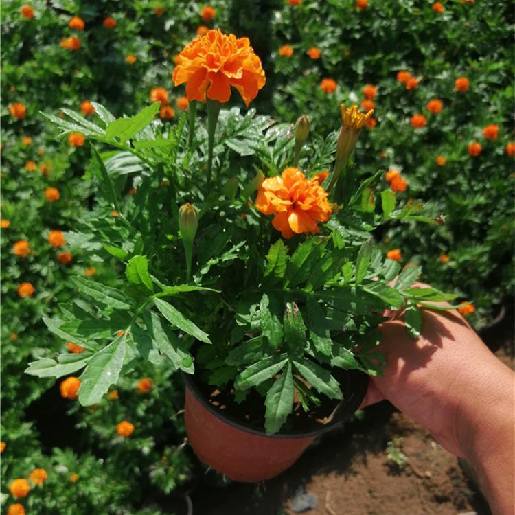 孔雀草 孔雀草小苗批发 青州孔雀草价格