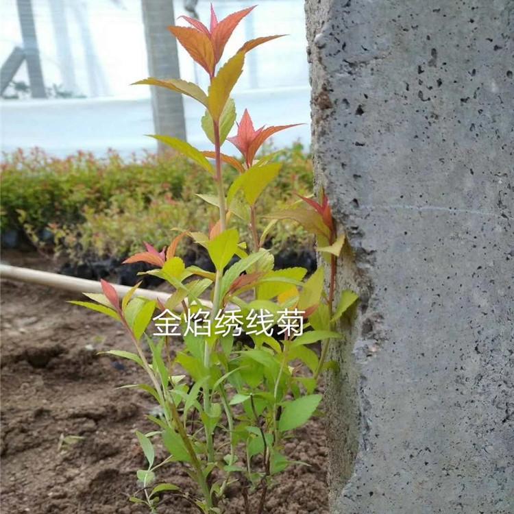 金焰绣线菊批发