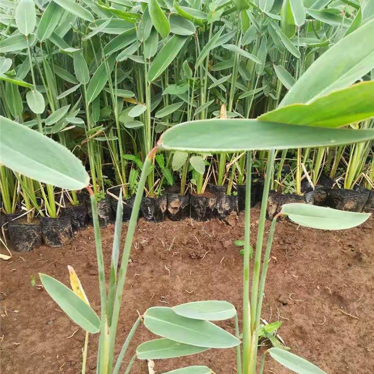再力花批发 青州再力花价格 江瑞再力花基地