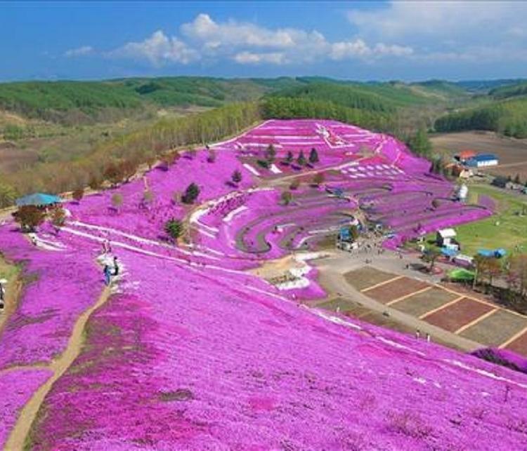种植丛生福禄考 丛生福禄考花苗 全国供货