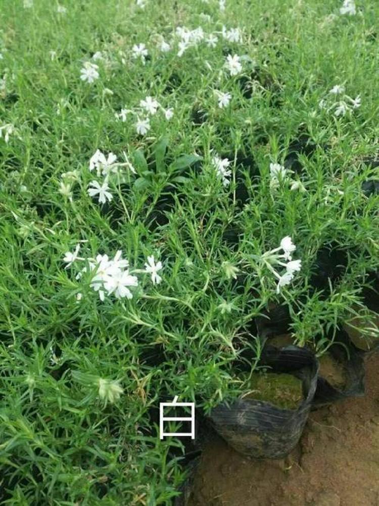 大量出售芝樱 芝樱报价 全国供货