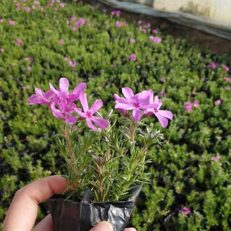 供应芝樱 芝樱小苗 量大从优