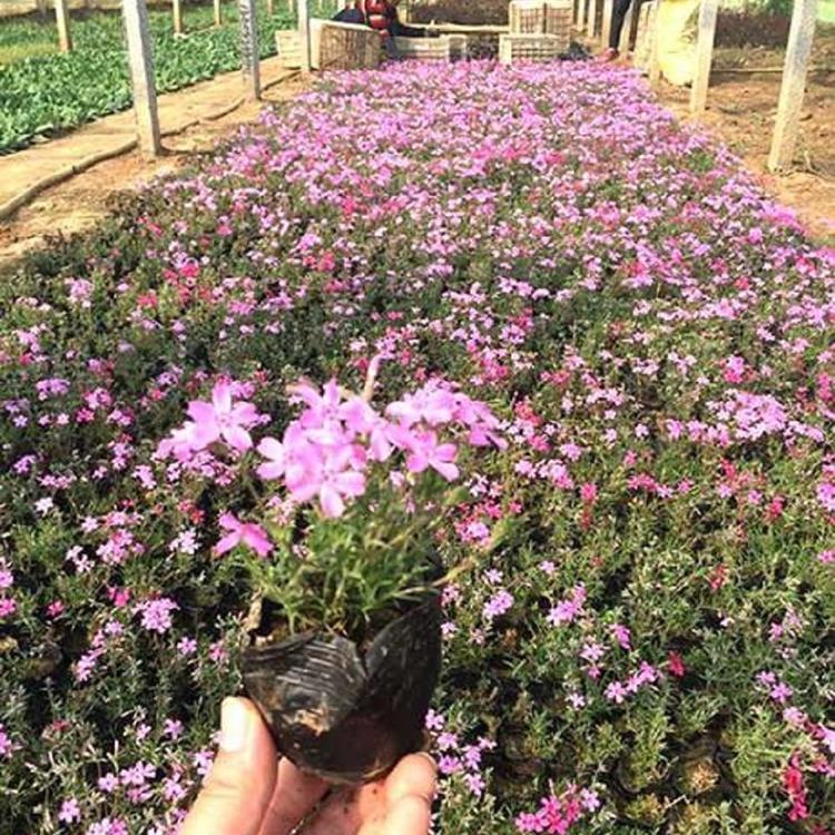 销售芝樱 芝樱报价 全国供货