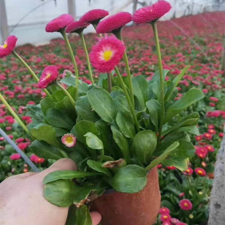 雏菊 雏菊批发 山东雏菊价格