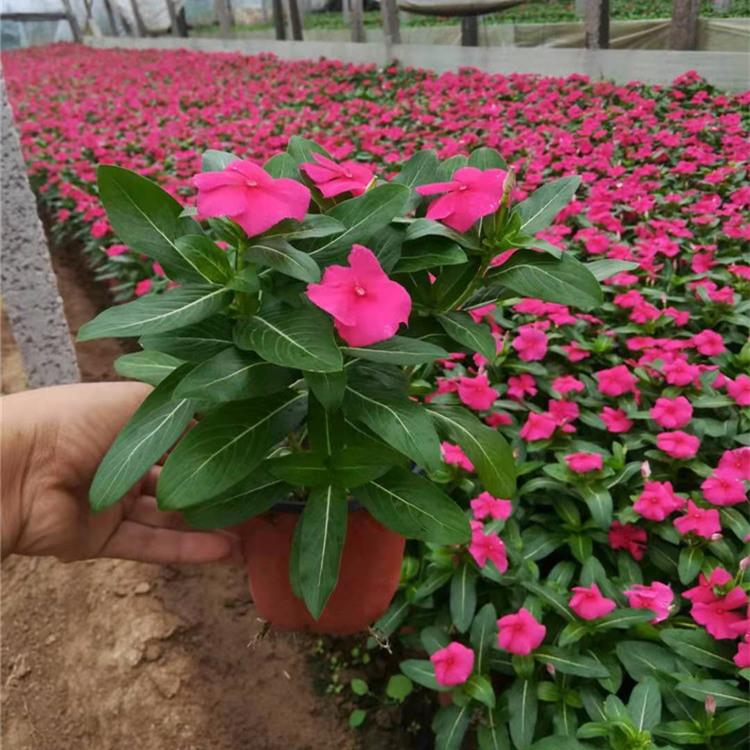 长春花 青州天天开批发 山东天天开价格