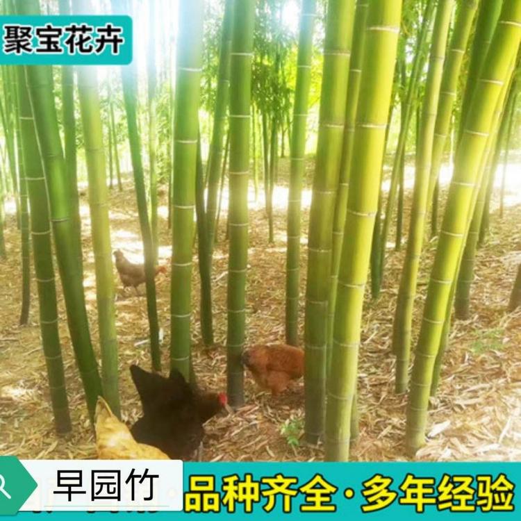 早园竹产地.淡竹批发.银环竹产地