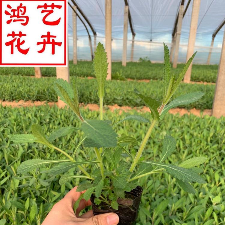质优价廉马鞭草 供应马鞭草农户 山东马鞭草基地