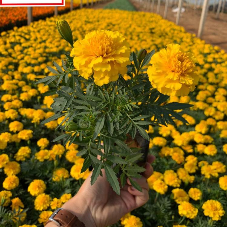 质优价廉孔雀草 山东孔雀草种植基地 孔雀草批发价格