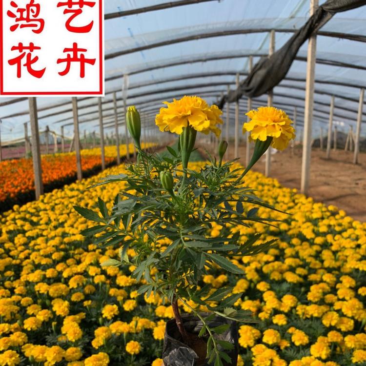 青州孔雀草基地 绿化专用孔雀草 孔雀草现货批发