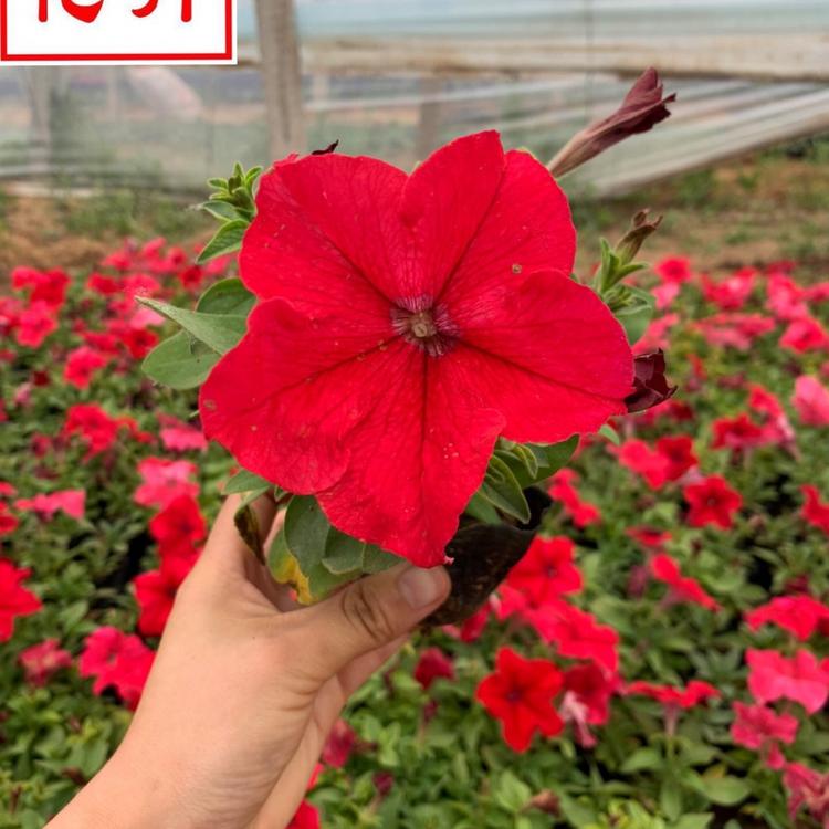 矮牵牛花 地被草花矮牵牛苗 批发矮牵牛小苗