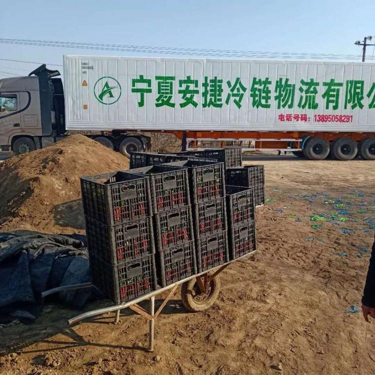 半枝连批发 龙柏出售 玉坠产地