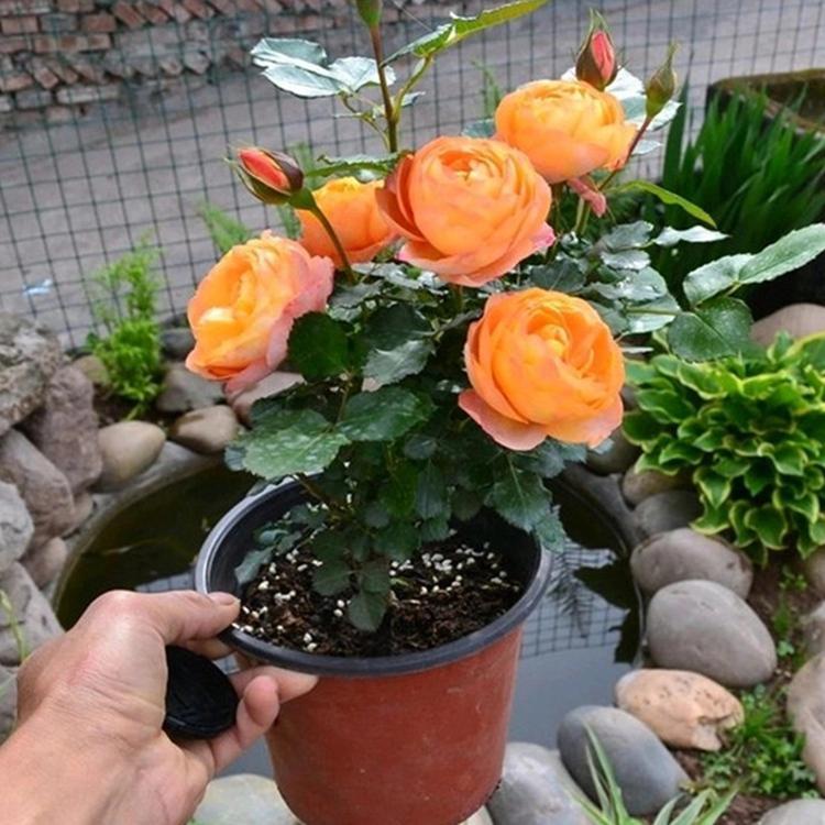 盆花月季 盆花月季基地直发 盆栽月季 月季盆花