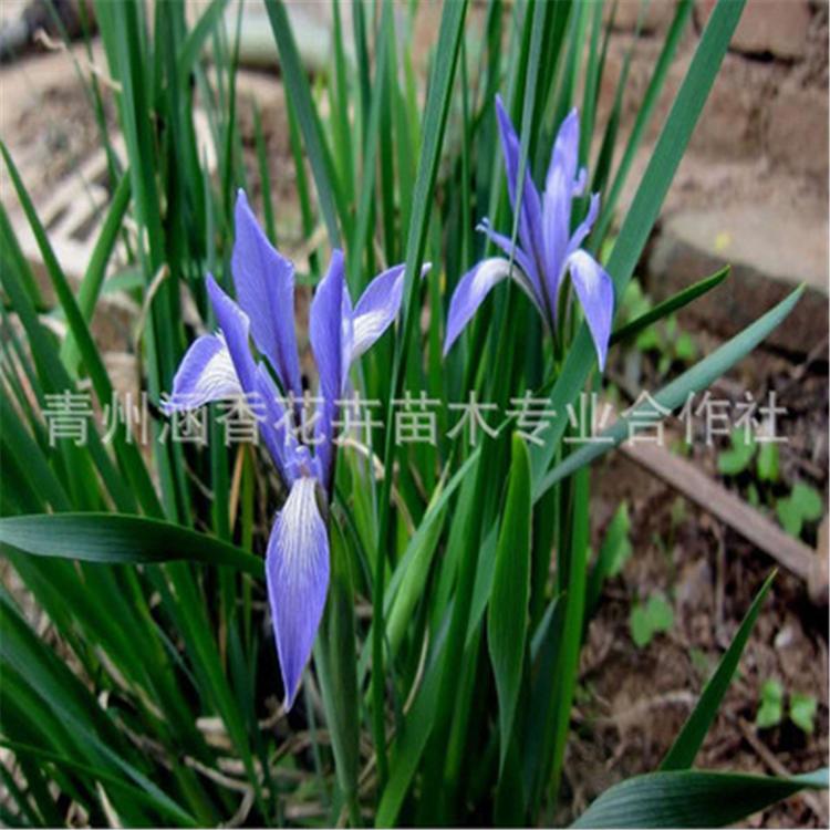 山东草花基地 苗圃供应 马兰花杯苗 马兰花基地