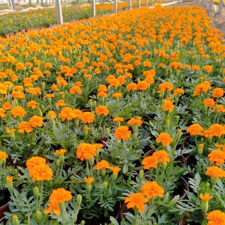 孔雀草批发 孔雀草产地 草花宿根产地