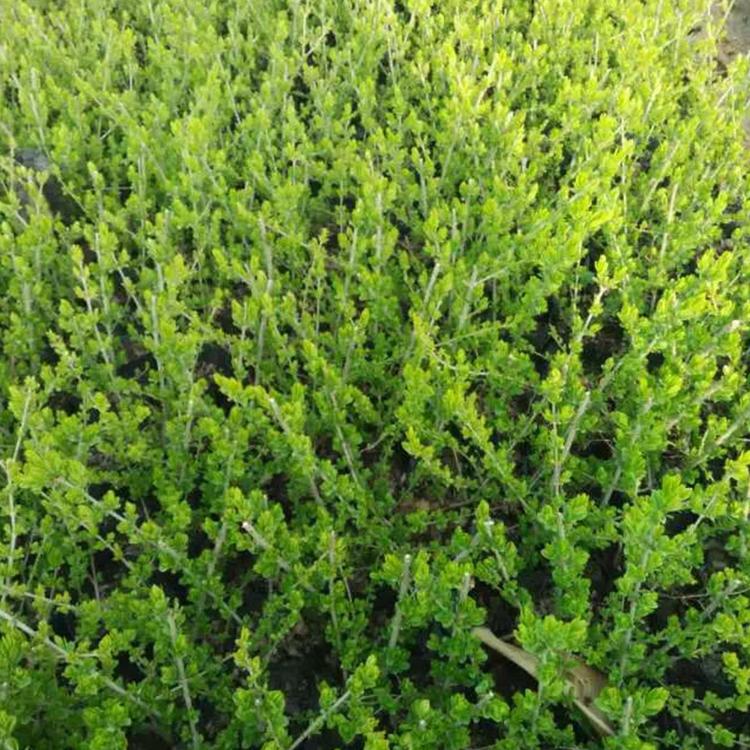 卖得好金叶水腊 山东绿化苗木价格 金叶水腊