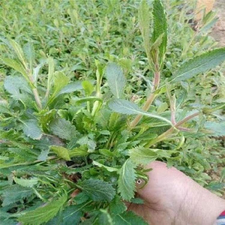 青州柳叶马鞭草 柳叶马鞭草种植基地 现货供应