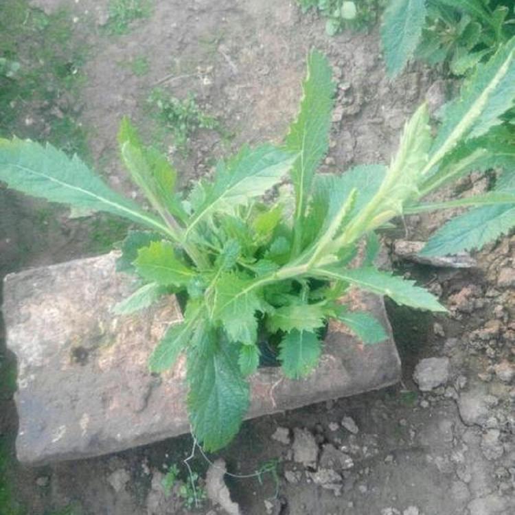 青州马鞭草 马鞭草基地 量大从优
