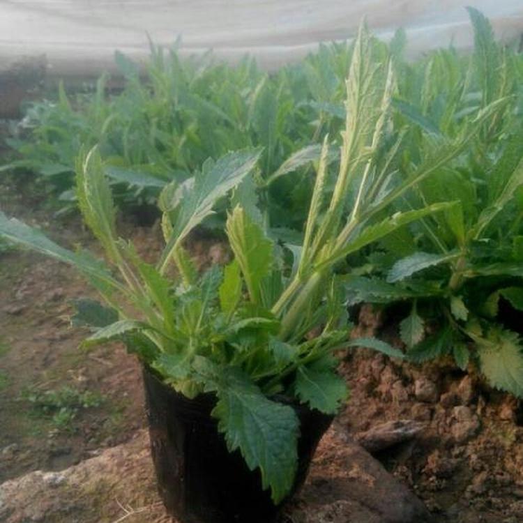 种植马鞭草 马鞭草报价 量大从优