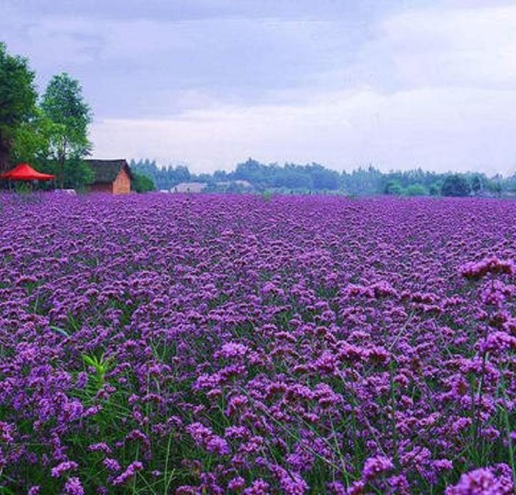山东柳叶马鞭草 柳叶马鞭草花海用苗 全国供货