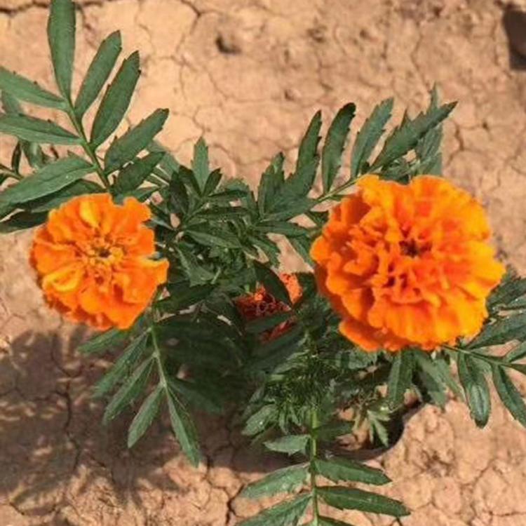 孔雀草种植基地 苗圃基地批发 孔雀草 青州草花基地