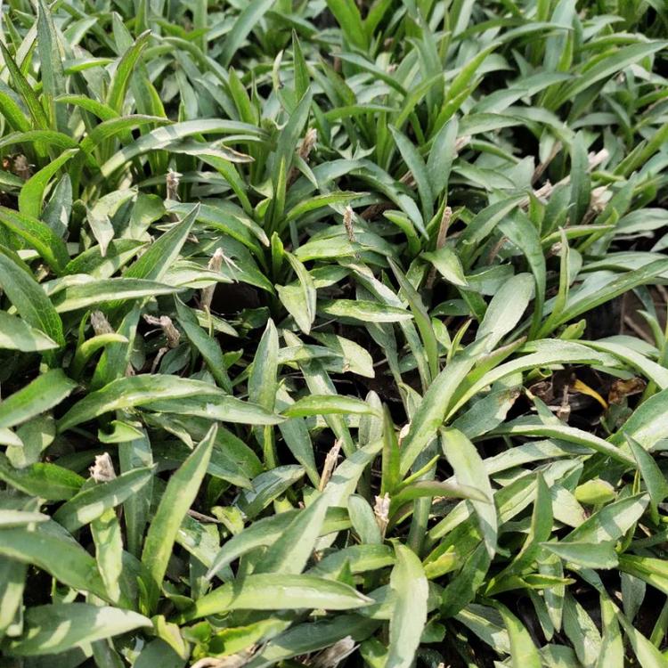 荷兰菊基地直销 基地直售 草花批发 荷兰菊盆栽苗