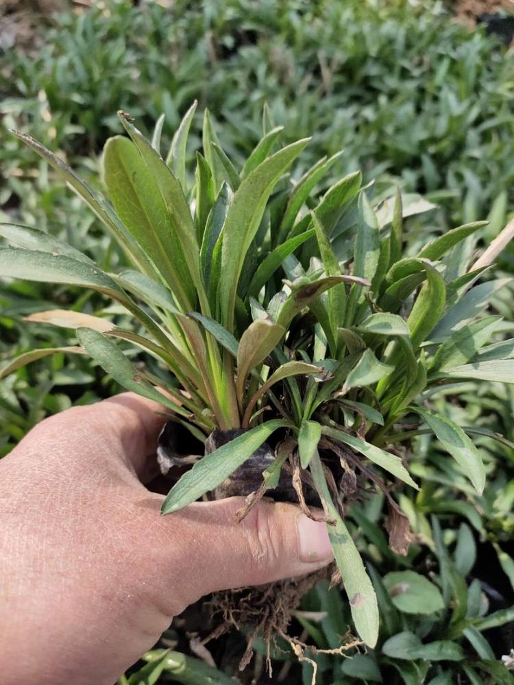 青州宿根草花批发 荷兰菊价格 我苗圃批发 观赏花荷兰菊