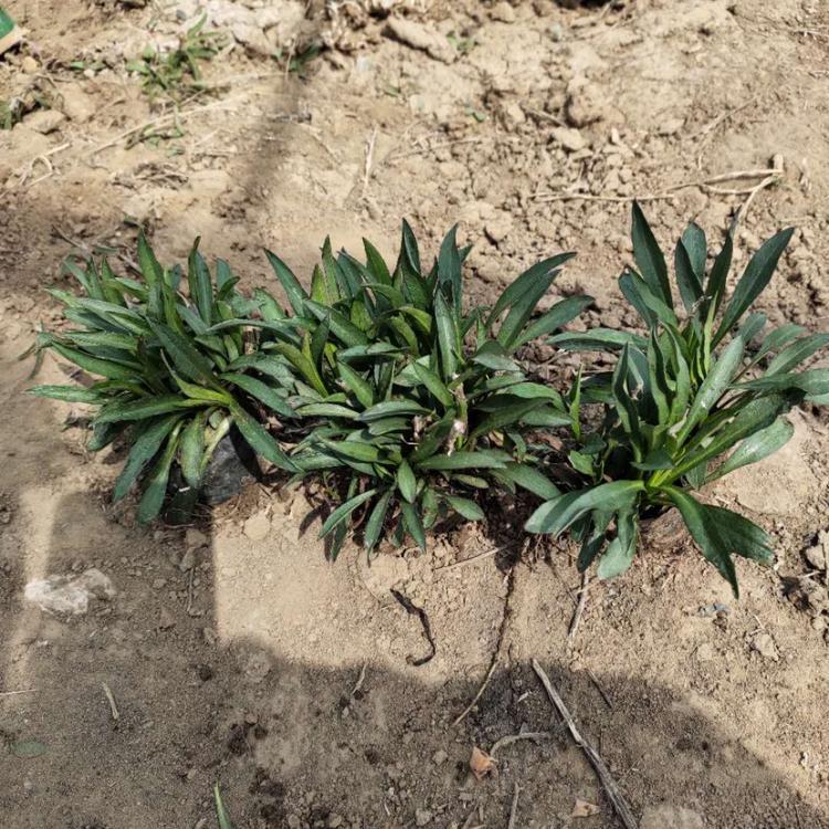 观赏花荷兰菊 青州宿根草花批发 花海优良品种 荷兰菊基地直销