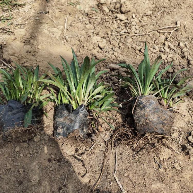 荷兰菊盆栽苗 草花批发价格 我苗圃批发 荷兰菊基地直销