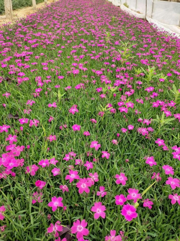 欧石竹种植基地 山东青州欧石竹小苗 量大优惠欧石竹小苗