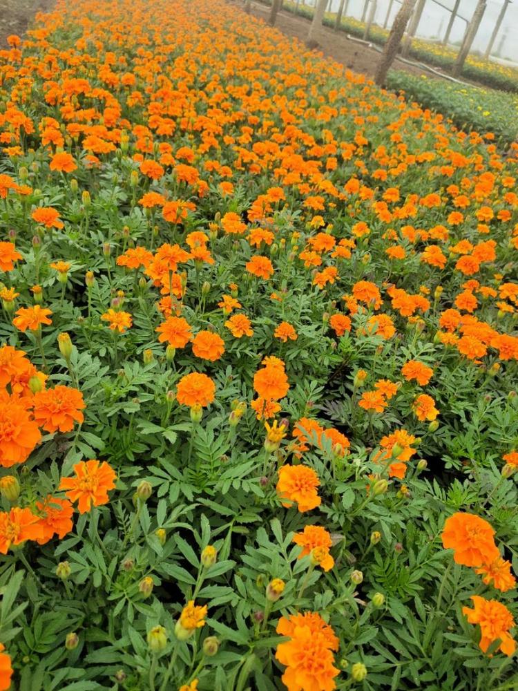 宿根草花孔雀草 品质好的 草花基地 孔雀草批发