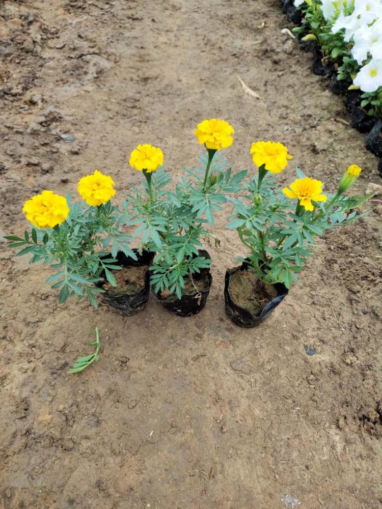 品质好的宿根草花孔雀草 山东草花 孔雀草批发