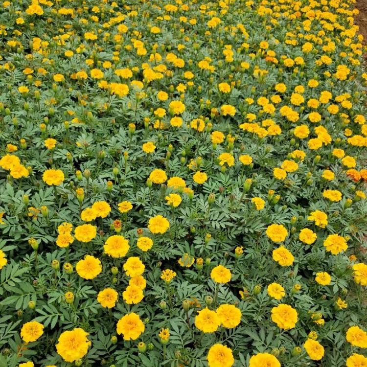 孔雀草小盆 大量批发 多年生宿根花卉 孔雀草基地