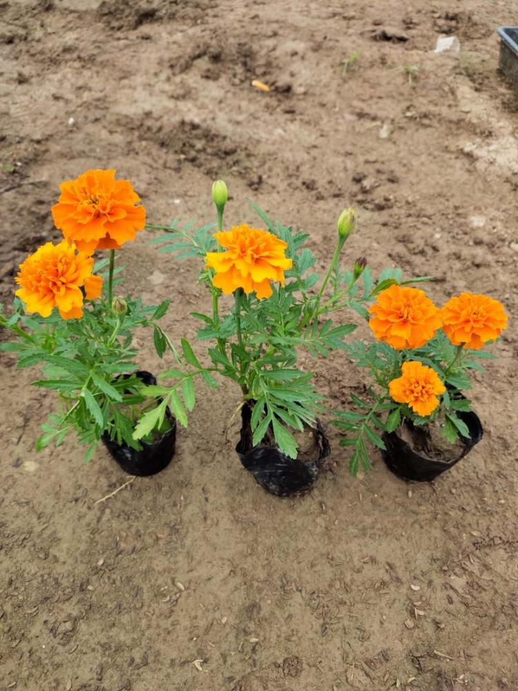 宿根草花孔雀草 品质好的 山东草花 孔雀草基地