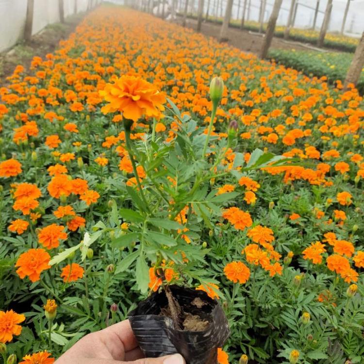 孔雀草报价 青州宿根草花 孔雀草小杯苗 品质好的