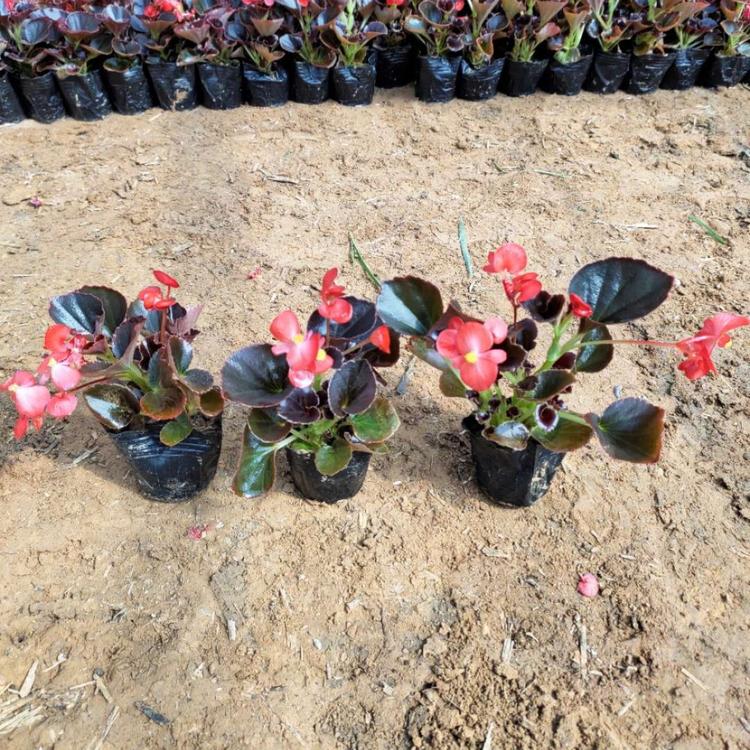 青州草花种植基地 我苗圃批发 四季海棠小苗 四季海棠基地直销
