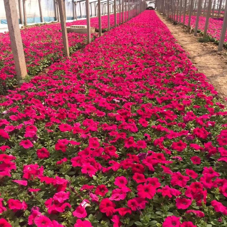 牵牛花种植基地 牵牛价格 矮牵牛价格 牵牛供应