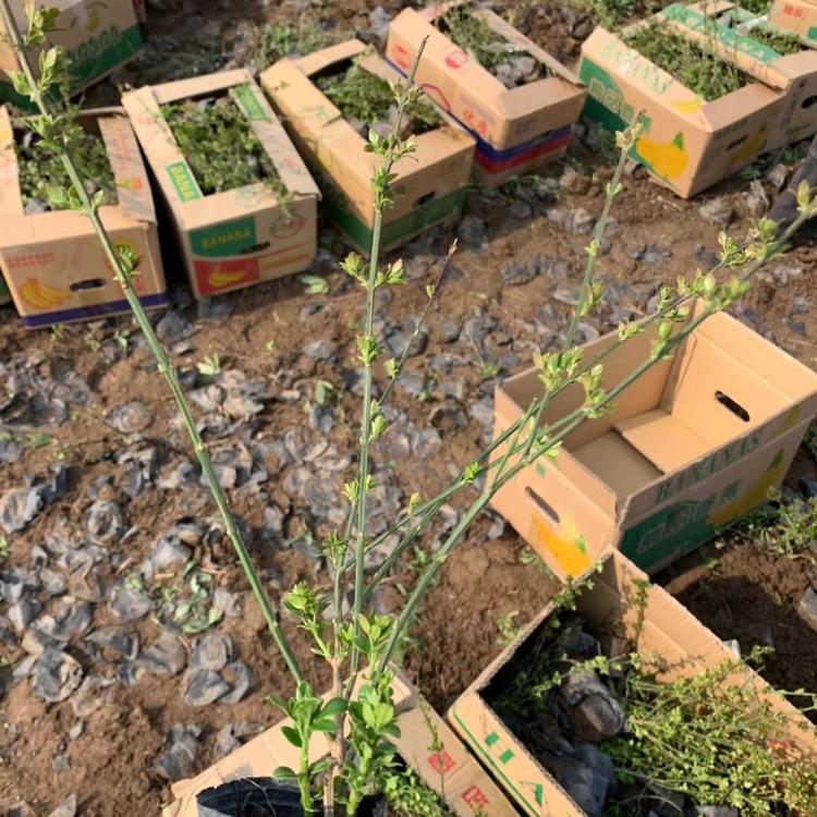 迎春花基地 迎春花价格 迎春花供应 杯苗迎春花报价