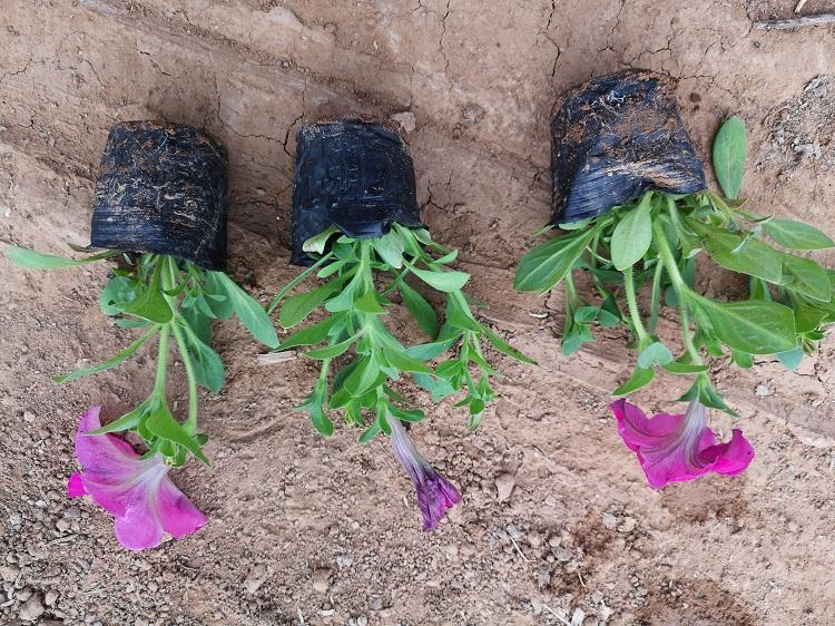 垂吊矮牵牛花卉市场批发 矮牵牛价格