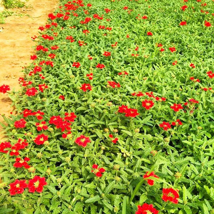 河北种植基地苗圃直供景观草花美女樱