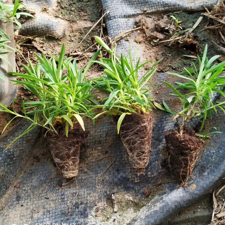 种植基地苗圃直供观赏草花欧石竹