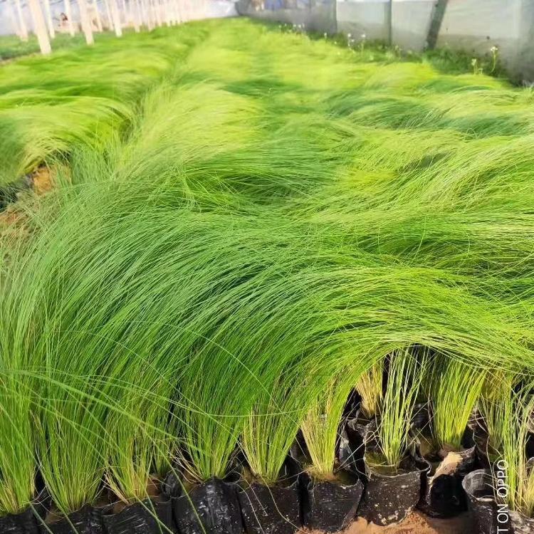 细叶针茅价格 细叶针茅园林景区绿化 墨西哥羽毛草批发